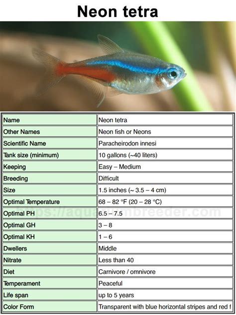neon fish|Neon Tetra – Detailed Guide: Care, Diet, and Breeding.